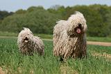 KOMONDOR ET PULI 063